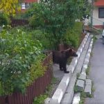 VIDEO Un pui de urs a coborât, în plină zi, printre blocurile din Bușteni