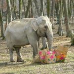 Întâlnirile spectaculoase continuă la Zoo Tîrgu Mureș