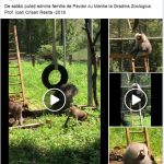 Conducerea Grădinii Zoologice din Reșița are imaginație: ”pavianul cu mantie poate fi admirat la Reșița” VIDEO