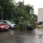 Copac căzut peste două mașini la Ploiești