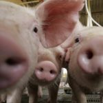 Au fost stinse nouă focare de pestă porcină africană în județul Satu Mare