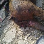 Patru porci sfâșâiați de câinii maidanezi la Răcășdia VIDEO