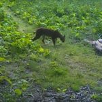 Râs filmat în timp ce-și inspectează teritoriul într-o pădure de lângă Teregova VIDEO