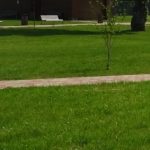 Solicitare a Primăriei Oradea: cetățenii au obligația să execute lucrări de cosit iarba în spațiile verzi pe care le administrează