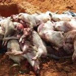 Evoluția Pestei Porcine Africane (PPA) în județul Bihor