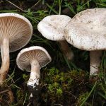 Giurgiuveni, mâncaţi ciuperci culese din pădure? Mare grijă la alegerea lor