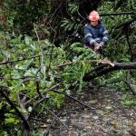 Circulație blocată la ieșirea din Giurgiu, din cauza unui copac căzut pe carosabil