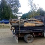 Vine iarna: prinşi transportând lemne, dar fără acte de provenienţă!