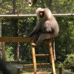 Primăria Reșița invită reșițenii să vadă familia de pavian cu mantie de la Zoo Reșița