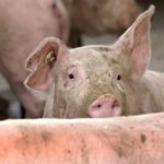 Un nou caz de pestă porcină a fost confirmat în Sălaj