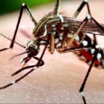 Meningită provocată de virusul West Nile confirmată în Caraș-Severin