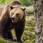Doi turiști din București s-au întâlnit cu un urs pe Valea Coștilei