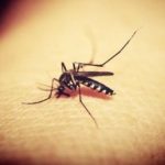 Virusul West Nile revine în Teleorman! Un bărbat a fost infectat
