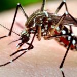 Primul caz de infectare cu virusul West Nile în Teleorman