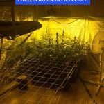 BRAȘOV. Culturi indoor de cannabis, descoperite de polițiști