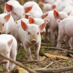 Primul caz de pestă porcină în Bulgaria, la graniță cu România