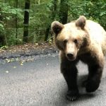 VIDEO | Urs în mijlocul drumului spre Lacul Sfânta Ana