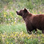 Oamenii din Farcașa, avertizați prin RO-ALERT despre prezența unui urs