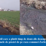 Misterul mirosului de la Bârlad a fost elucidat: dejecții de la fermele de păsări din Zorleni