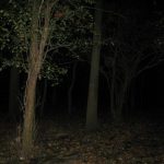 Trei adolescenți s-au rătăcit în pădure în zona Telega-Buștenari