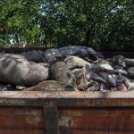 Porcii din gospodăriile din Brăniștari, sacrificați preventiv după confirmarea unui nou focar de pestă porcină africană