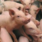 Primul caz de pestă porcină africană a fost confirmat în Teleorman