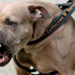 Proprietarii de câini periculoşi verificaţi de poliţiştii din Alba