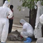 Doi asistenți veterinari au împrăștiat pesta porcină africană din Andrășești în Buești