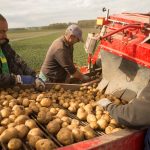 Producţie record de cartofi la un fermier din judeţul Covasna