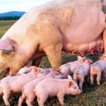 Zi decisivă pentru focarul de pestă porcină africană din Brăniștari