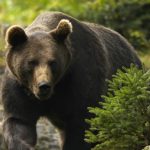 BRAŞOV | Prefectura înfiinţează grup de lucru pentru prevenirea conflictelor provocate de urşi