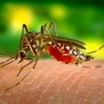 Încă un deces provocat de virusul West Nile, la Iași