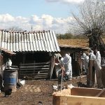 Bilanţ îngrijorător pentru pesta porcină africană: 43 de focare şi 12 suspiciuni, în judeţul Giurgiu