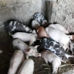 Pesta porcină se extinde. A fost confirmată în alte localităţi din județul Giurgiu