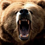 Atacuri ale urșilor, în județul Mureș