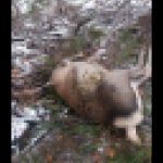 Căprioară ucisă de braconieri, pe Transrarău FOTO