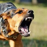 Câinii care au atacat un bărbat la Bârgăoani au fost eutanasiați