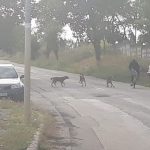 Câinii agresivi terorizează populaţia din Babadag