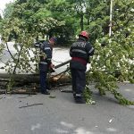 Copaci căzuți pe carosabil și acoperișuri afectate de vântul puternic, la Giurgiu