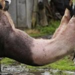 Pesta porcină africană se extinde în Teleorman: noi fonduri de vânătoare afectate