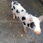 Suspiciune de pestă porcină africană într-o gospodărie din județul Satu Mare