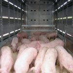 Covăsnean prins în județul Prahova transportând ilegal porci