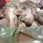 Despăgubiri de 6,5 milioane lei pentru porcii omorâţi în Ialomiţa