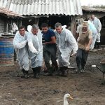 Dosare penale pentru extinderea epidemiei de pestă porcină în Mihai Bravu și Comana