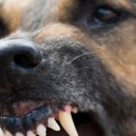 Stăpânul câinelui care a muşcat un bărbat sâmbătă riscă până la trei ani de închisoare
