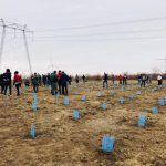 Tineri din Tulcea şi Constanţa au plantat 140 de copaci de Ziua Dobrogei