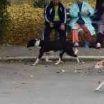 Motivele pentru care s-a decis reluarea capturării câinilor fără stăpân de pe străzile Bârladului