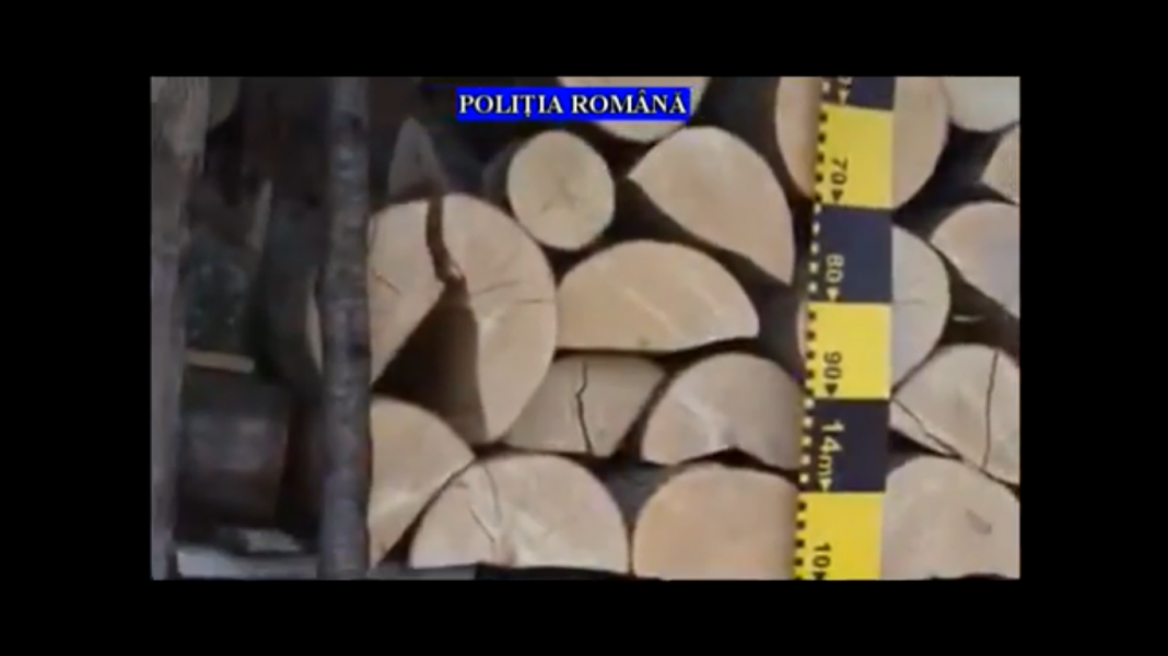 Percheziții la persoanele acuzate de tăieri ilegale de arbori și furt de material lemnos | VIDEO