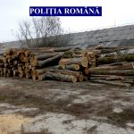 Transportatori de material lemnos amendați cu 10.000 de lei