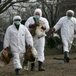 Alertă ANSVSA! Focare de gripă aviară descoperite în Bulgaria